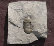 Bumastus ioxus (Hall 1852)