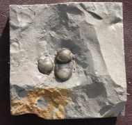 Bumastus ioxus (Hall 1852)