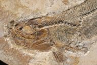 Beifisch, Cladocyclus gardneri Agassiz, 1841