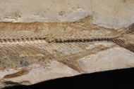 Beifisch, Cladocyclus gardneri Agassiz, 1841