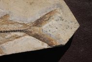 Beifisch, Cladocyclus gardneri Agassiz, 1841