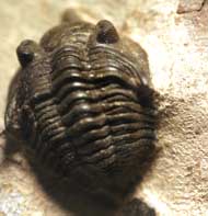 Pseudocryphaeus sarirus Morzardec 2001