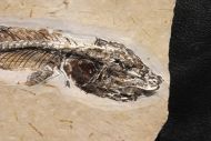 Dastilbe elongatus Silva-Santos, 1947