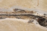 Dastilbe elongatus Silva-Santos, 1947