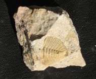 Dalmanitina socialis (BARRANDE, 1846)
