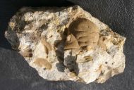 Dalmanitina socialis (BARRANDE, 1846)