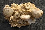 Ammonite faunal piece