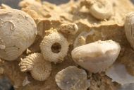 Ammoniten Faunenstufe - Sundgau