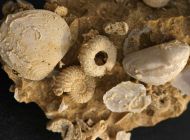 Ammoniten Faunenstufe - Sundgau