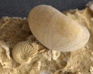 Ammoniten Faunenstufe - Sundgau
