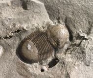 Bumastus ioxus (Hall 1852)