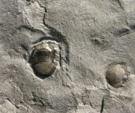 Bumastus ioxus (Hall 1852)