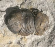 Bumastus ioxus (Hall 1852)