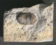 Bumastus ioxus (Hall 1852)