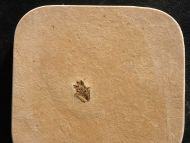 Wanze, (Heteroptera)