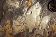 Trilobite mass mortality plate