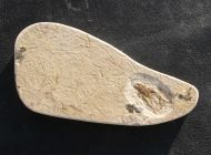 Heuschrecke, (Saltatoria)