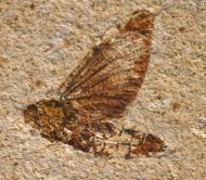 Eintagsfliege (Ephemeroptera)