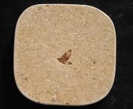 Eintagsfliege (Ephemeroptera)