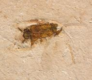 Cockroach, (Blattodea)