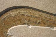 Aspidorhynchus acutirostris BLAINVILLE  1818