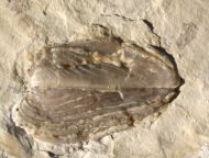 Glochiceras solenoides QUENSTEDT