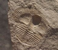 Deanaspis goldfussi (BARRANDE, 1846)