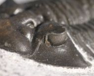 Scabriscutellum (Cavetia)  cf. furciferum (Hawle & Corda 1847)