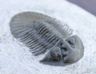 Scabriscutellum (Cavetia)  cf. furciferum (Hawle & Corda 1847)