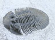 Scabriscutellum (Cavetia)  cf. furciferum (Hawle & Corda 1847)