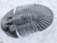Scabriscutellum (Cavetia)  cf. furciferum (Hawle & Corda 1847)