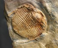 Bathycheilus castilianus HAMMANN, 1983 & Orthis sp