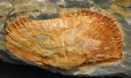Bathycheilus castilianus HAMMANN, 1983 & Orthis sp