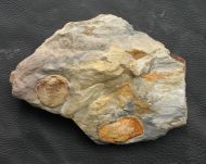 Bathycheilus castilianus HAMMANN, 1983 & Orthis sp