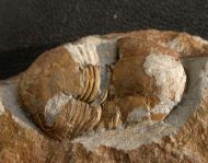 Ectillaenus katzeri (Barrande, 1872)