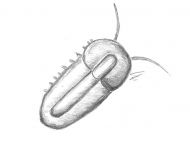 Naraoia (Misszhouia) longicaudata (Zhang & Hou, 1985)