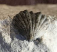 Calymene breviceps RAYMOND