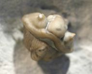Calymene breviceps RAYMOND