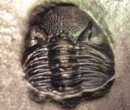 Phacops rana rana Doppel mit Stereolasma rectum