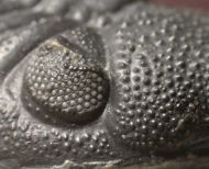 Phacops sparsidosus STRUVE 1970