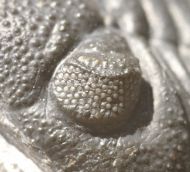 Phacops sparsidosus STRUVE 1970