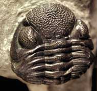 Phacops rana rana