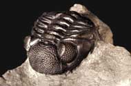 Phacops rana rana