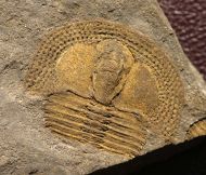 Deanaspis goldfussi (BARRANDE, 1846)