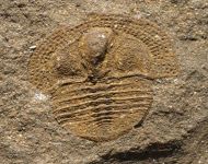 Deanaspis goldfussi (BARRANDE, 1846)