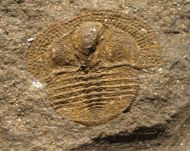Deanaspis goldfussi (BARRANDE, 1846)