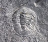 Pricyclopyge bohemica (MAREK 1961)