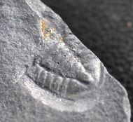 Pricyclopyge bohemica (MAREK 1961)