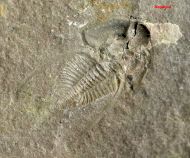 Nephrolenellus geniculatus Palmer, 1998