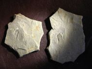 Nephrolenellus geniculatus Palmer, 1998